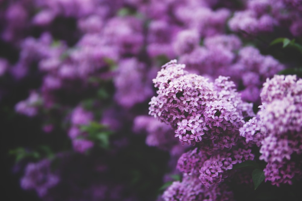 Fotografía de enfoque superficial de flores de pétalos rosados