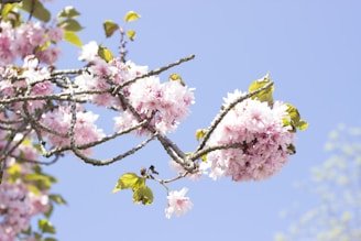 pink flowering tree