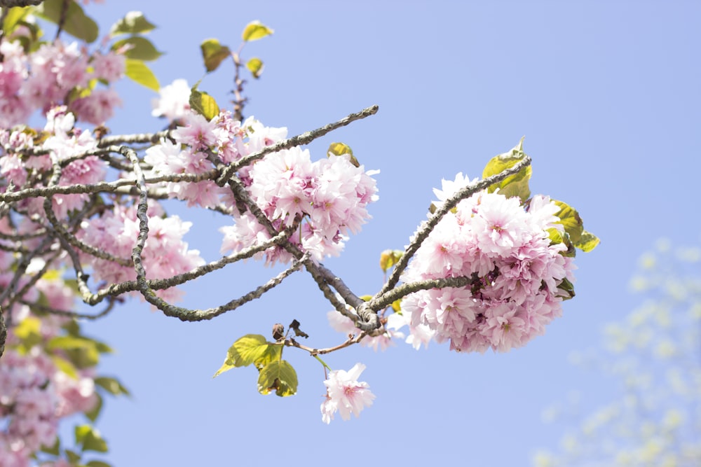 pink flowering tree