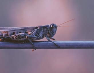 shallow focus photography of grasshopper