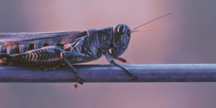 shallow focus photography of grasshopper