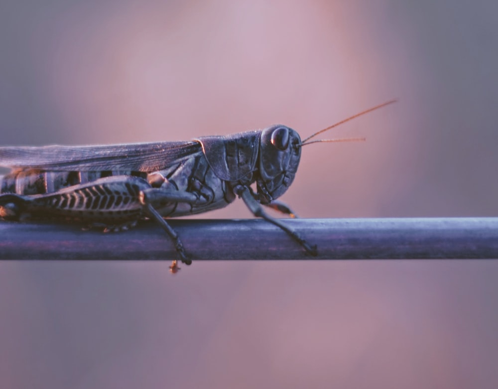 shallow focus photography of grasshopper