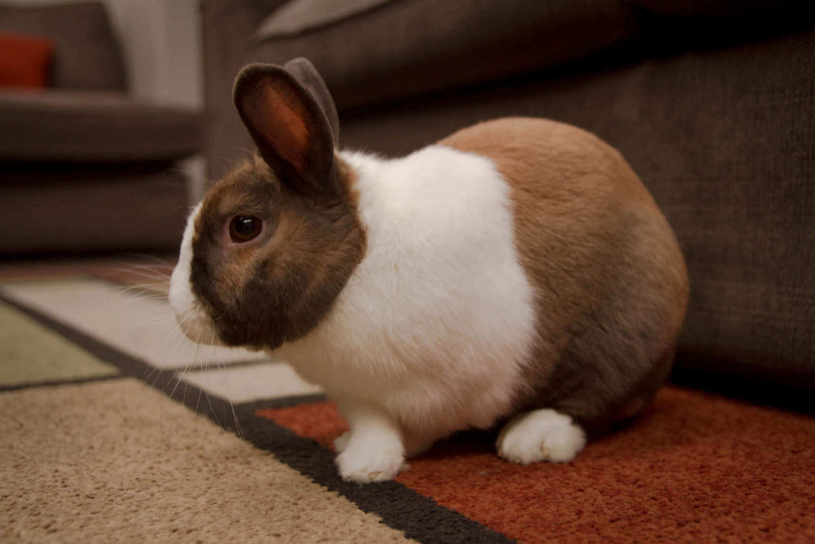 Brown and white indoor rabbit sitting on a living-room rug with its body visible