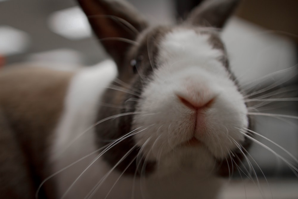 white and brown rabbit