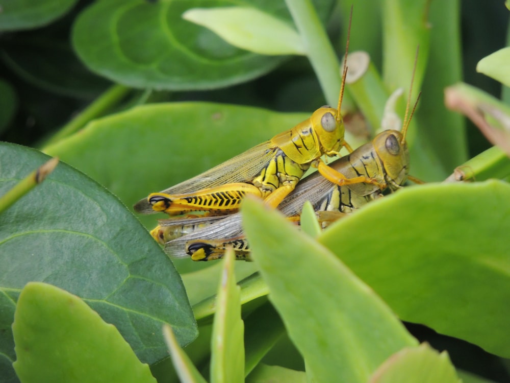 two grasshoppers on green leafed plant