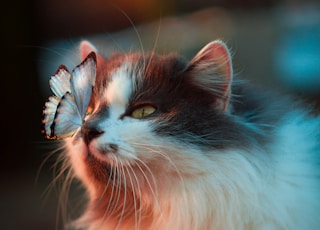 white butterfly resting on cat's nose