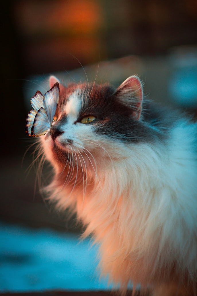 Image is of a multi-colored, long-haired cat with a butterfly on its nose.