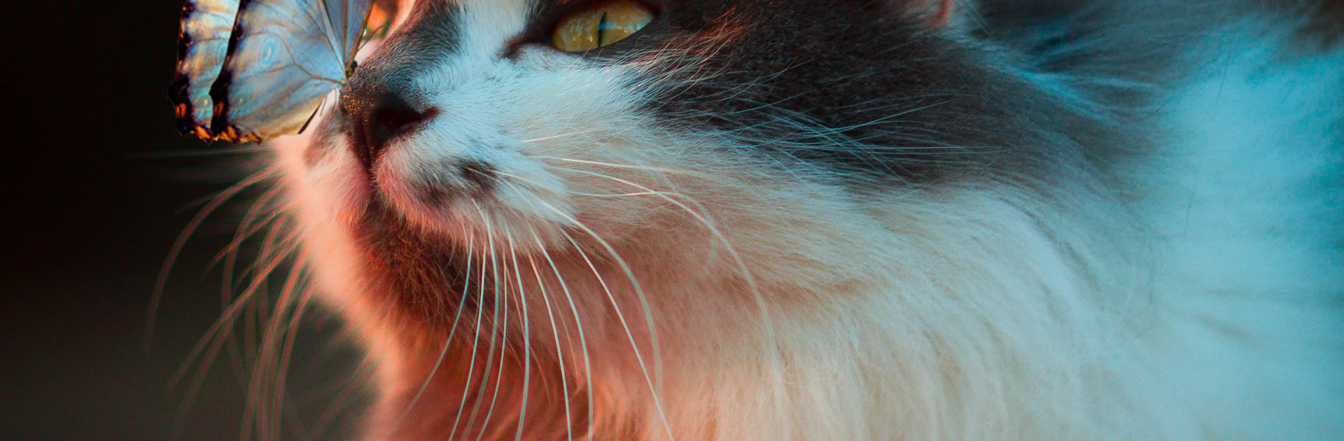 【ペット配信の始め方】猫・犬を可愛く映すカメラ&機材セットアップ完全ガイド