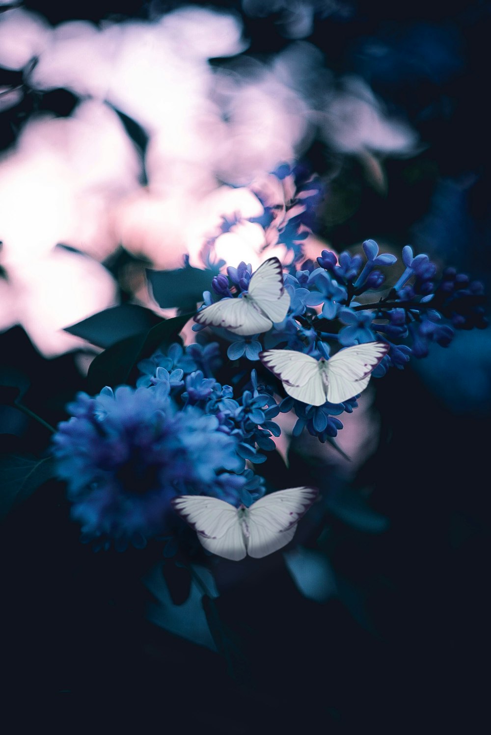 Foto di tre farfalle che impollinano su fiori dai petali viola