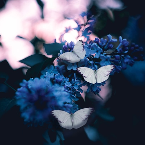 photo of three butterflies pollinating on purple petaled flowers