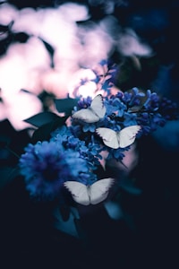 photo of three butterflies pollinating on purple petaled flowers