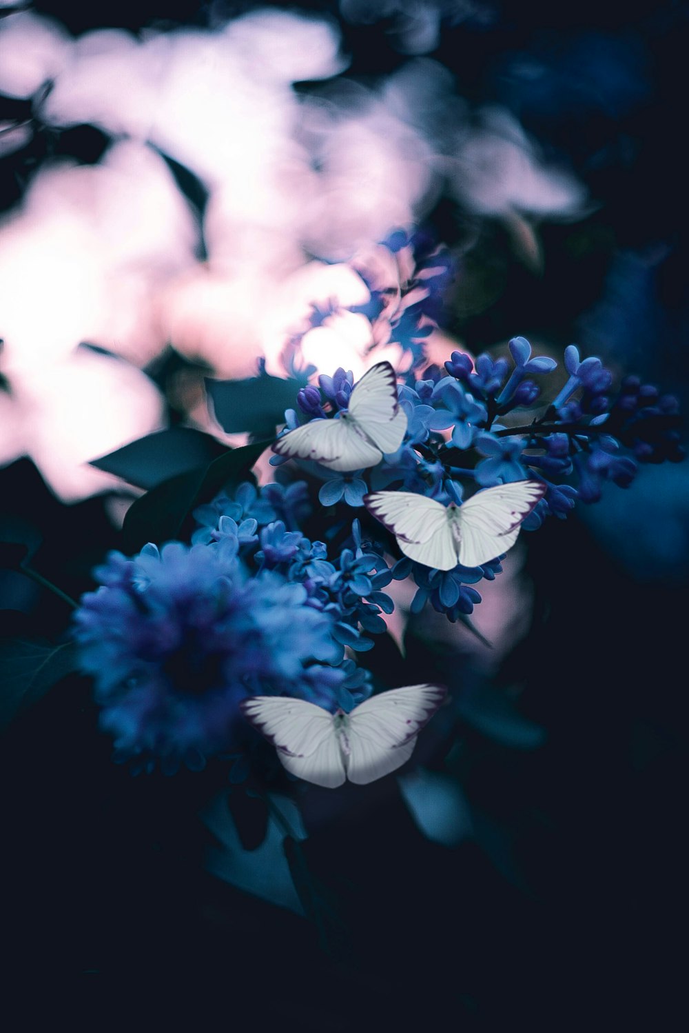 butterfly wallpapers free hd download