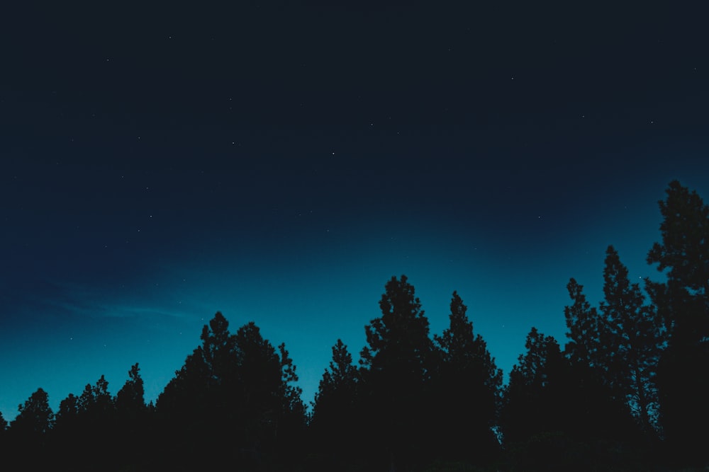 silhouette photo of pine trees