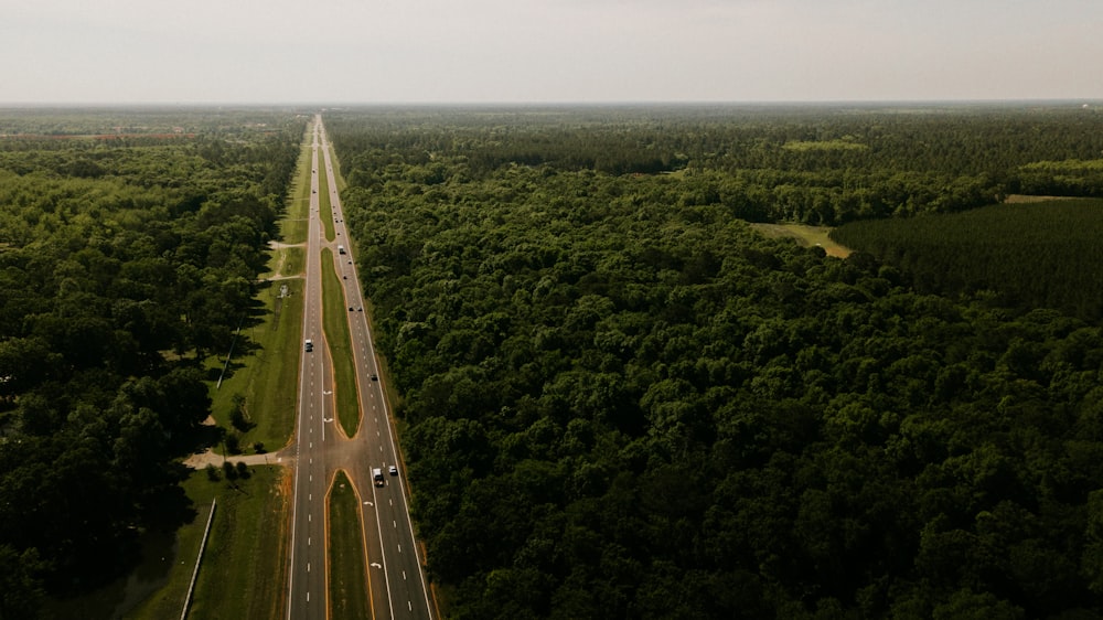나무 한가운데에 있는 회색 도로