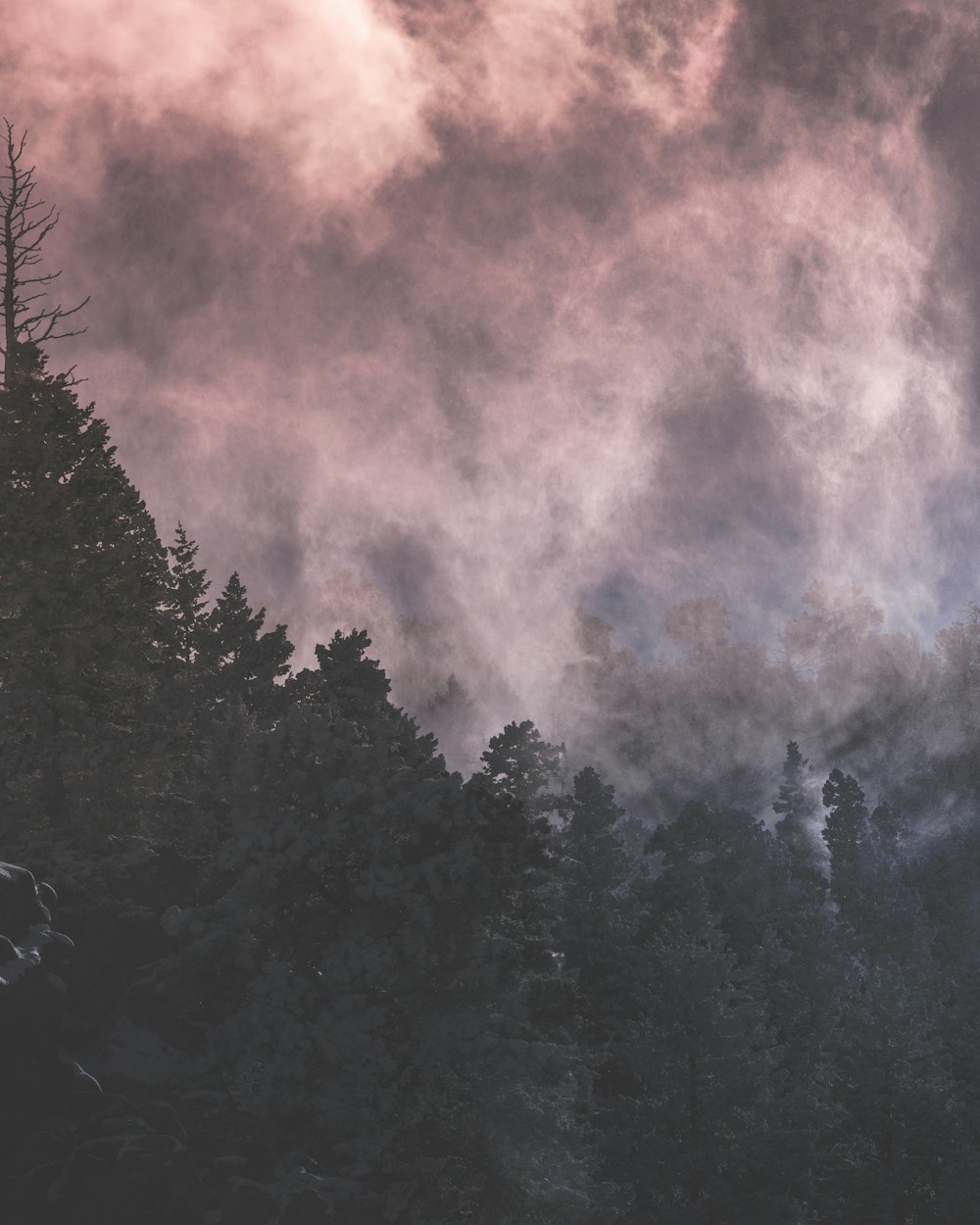 green trees under cloudy sky