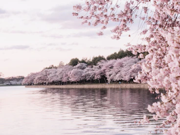 body of water beside cherry blossom trees