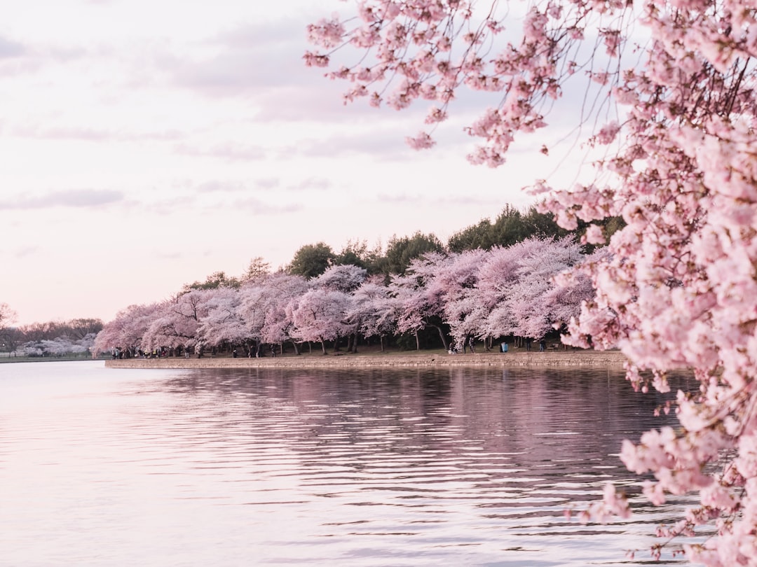 tree mallow, pink flowers, body of water beside cherry blossom trees