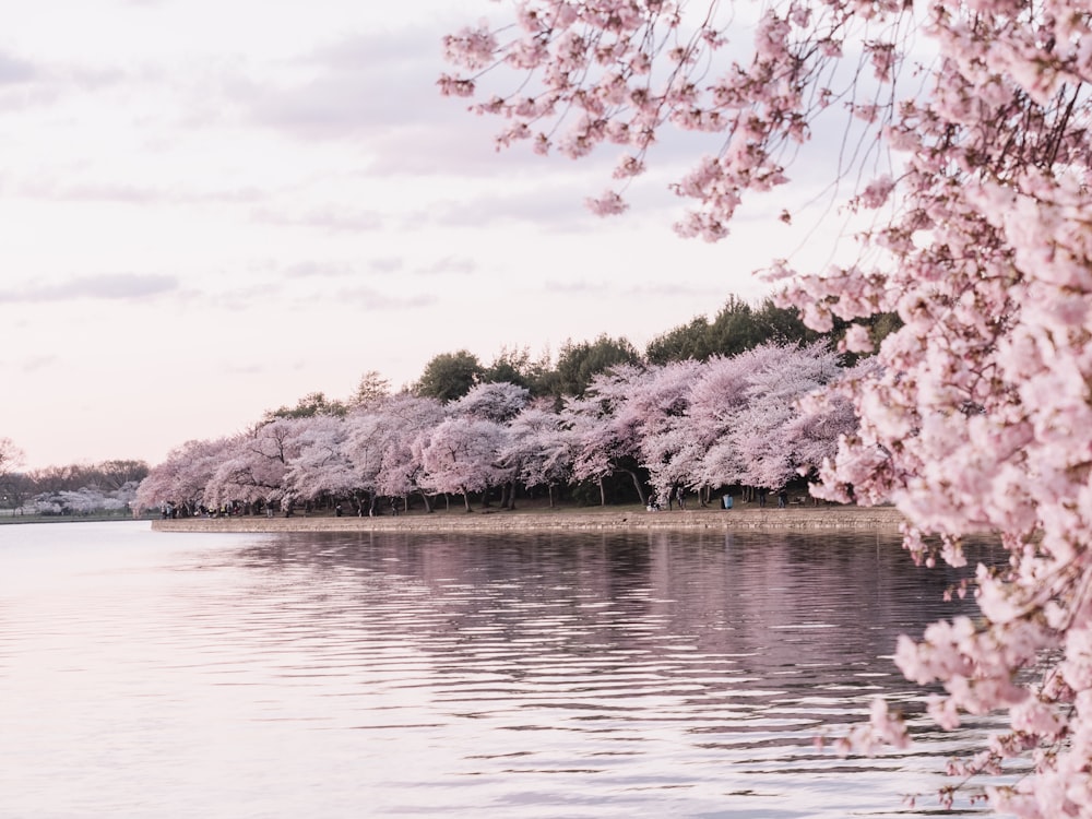 body of water beside cherry blossom trees