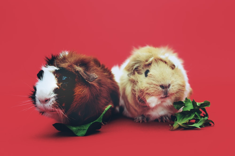 two brown and beige hamsters wallpaper