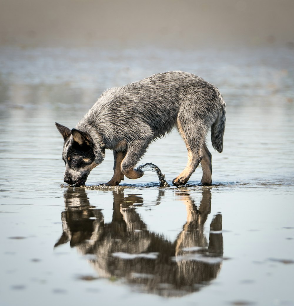 黒と茶色のオーストラリアの牛犬の子犬がビーチで水を飲む