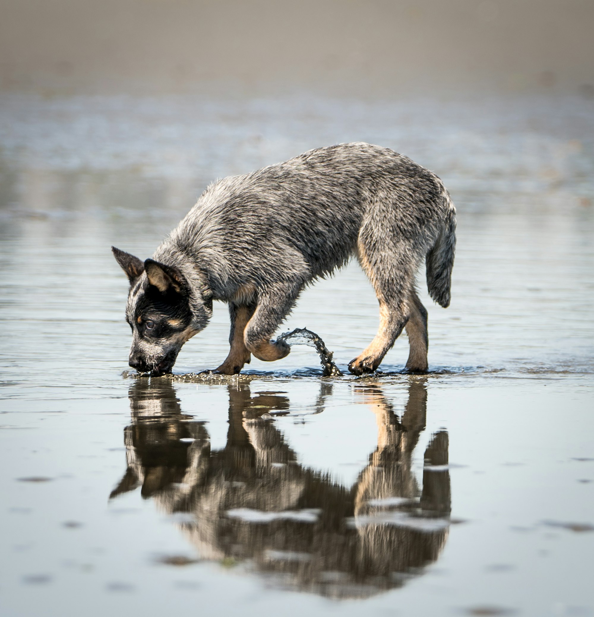 Are Australian Cattle Dogs Good with Cats