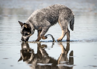 black and brown Australian cattle dog puppy drinking water on beach