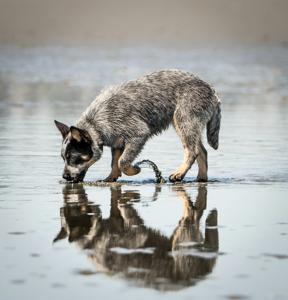 black and brown Australian cattle dog puppy drinking water on beach