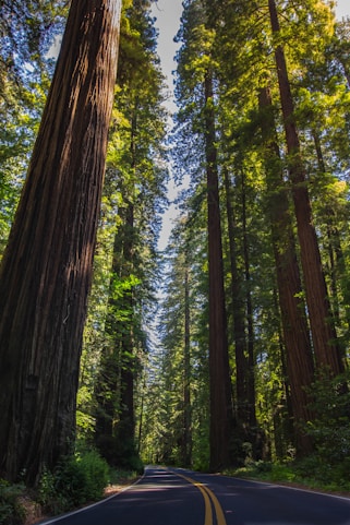 Like the Redwoods, Newportify is stalwart & reliable.