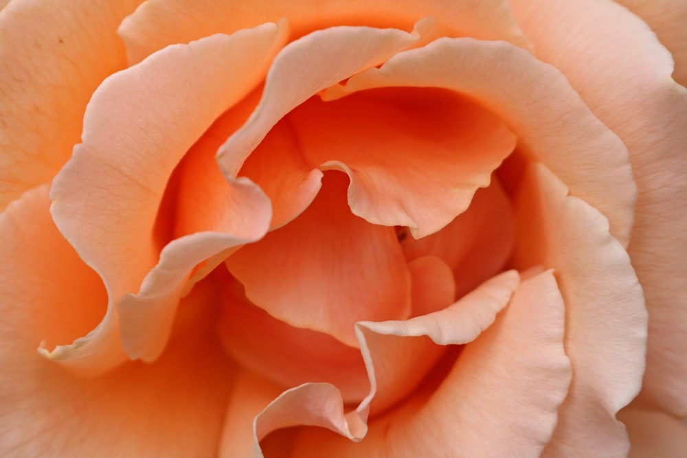 shallow focus photography of orange flower