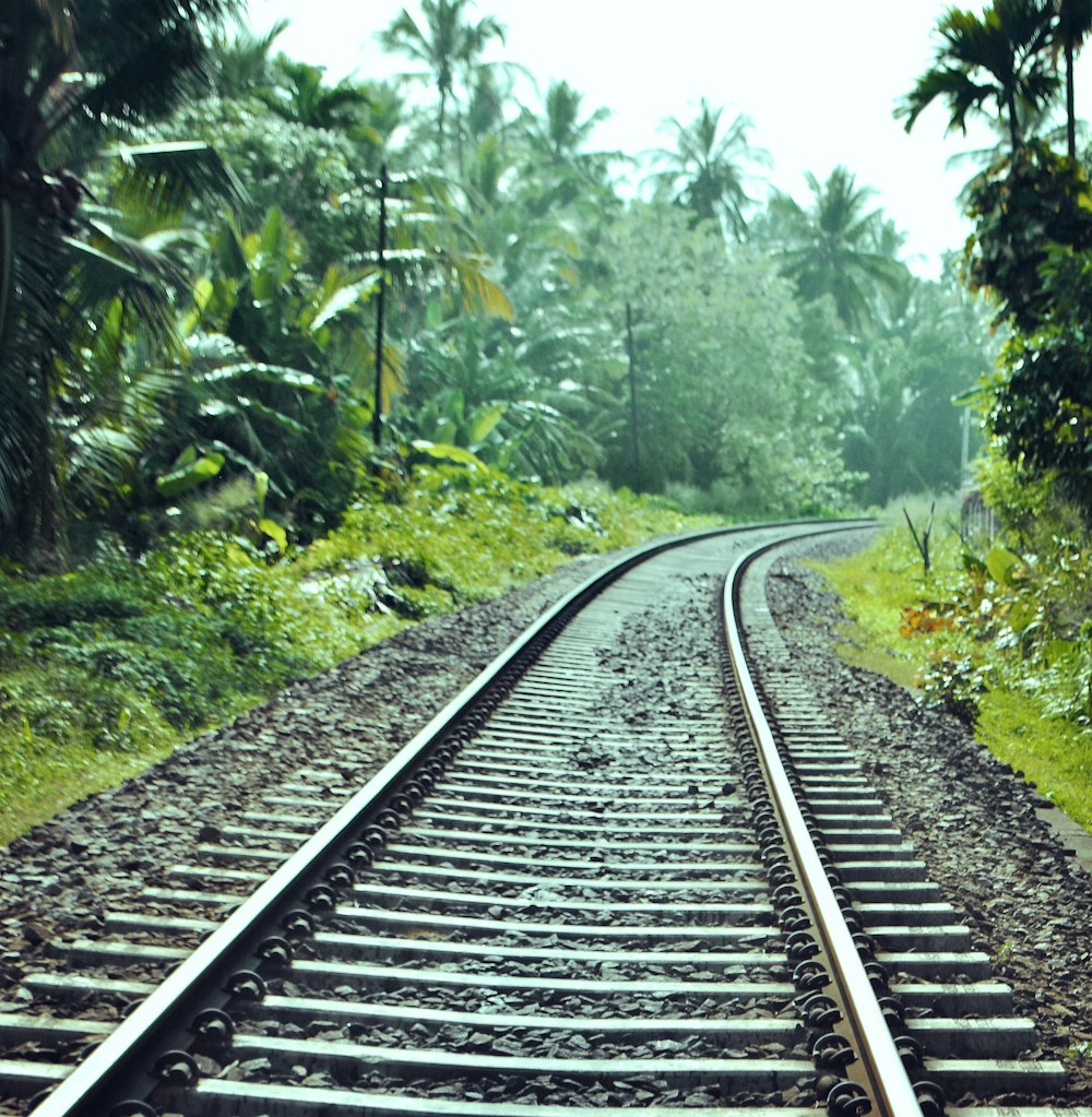 train railway between trees