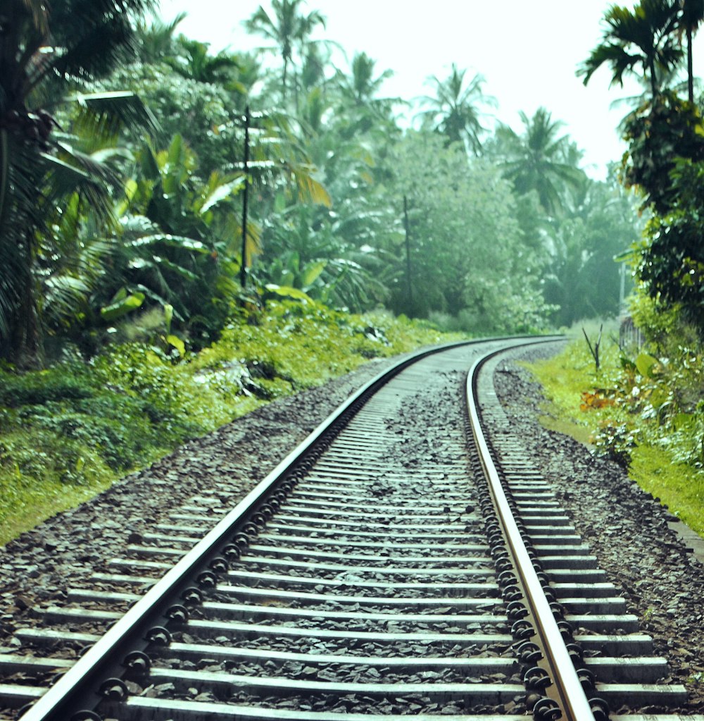 Tren Ferrocarril entre árboles