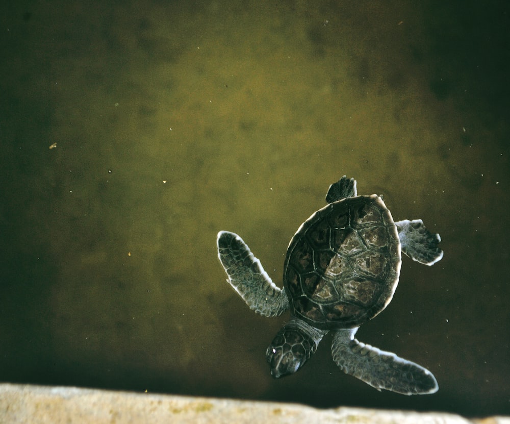 brown sea turtle in water