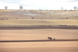 A vast rural landscape with gently rolling hills and patches of snow. Several horses are pulling a plow, working on a large open field. Sparse trees and a fence line the background, indicating the edge of farmland.
