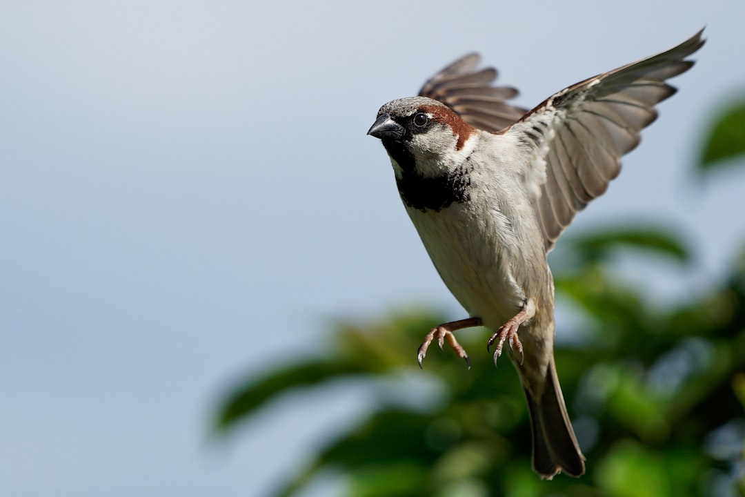 sparrow