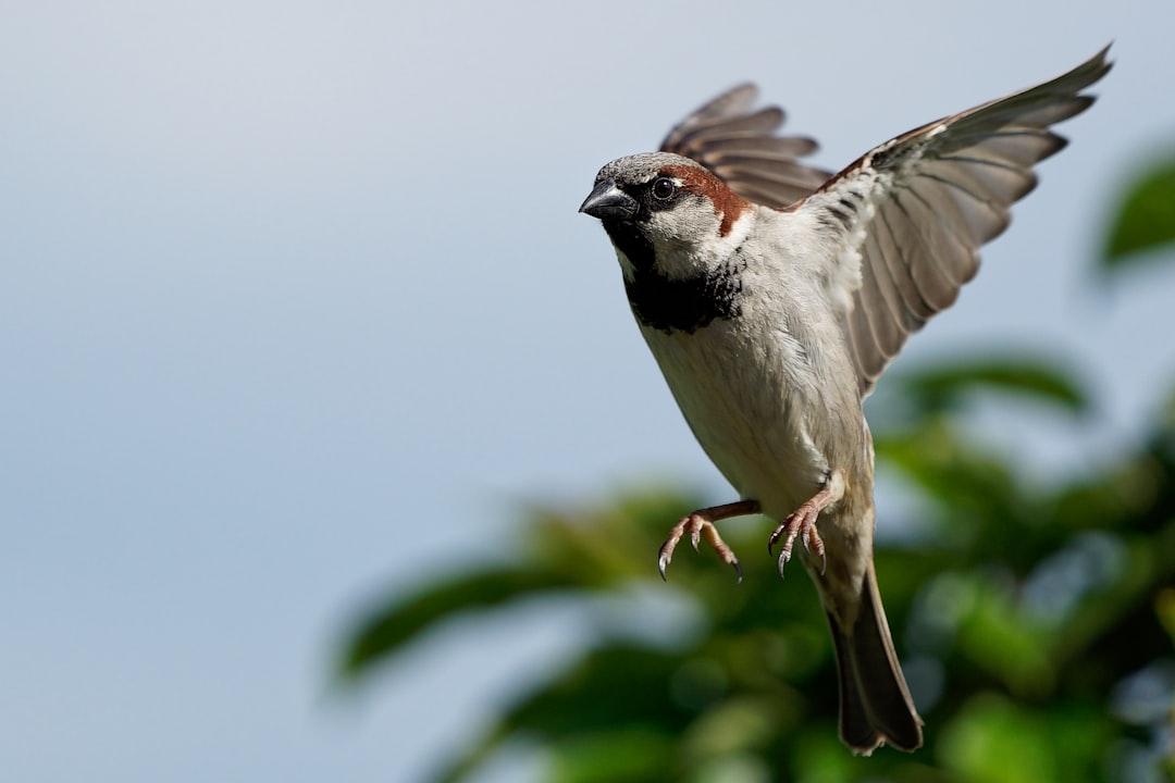 selective focus wildlife photography of grey bird sparrow