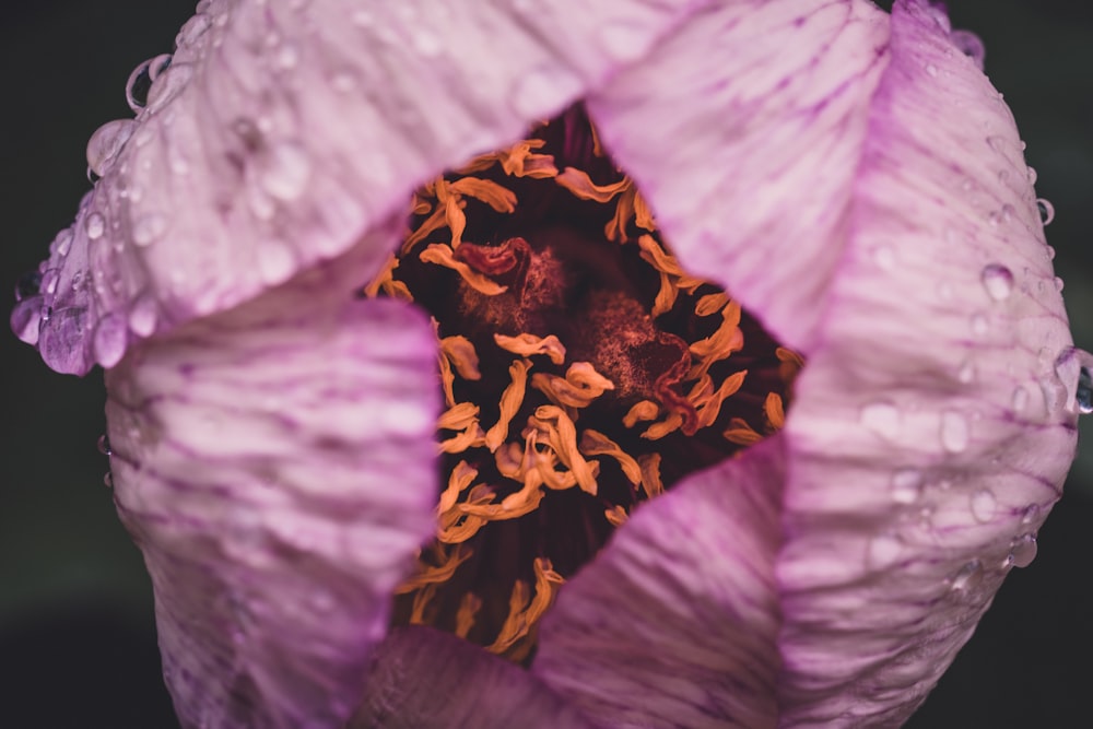 macro photography of flower