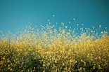 yellow petaled flowers