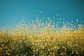 yellow petaled flowers