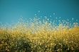 yellow petaled flowers
