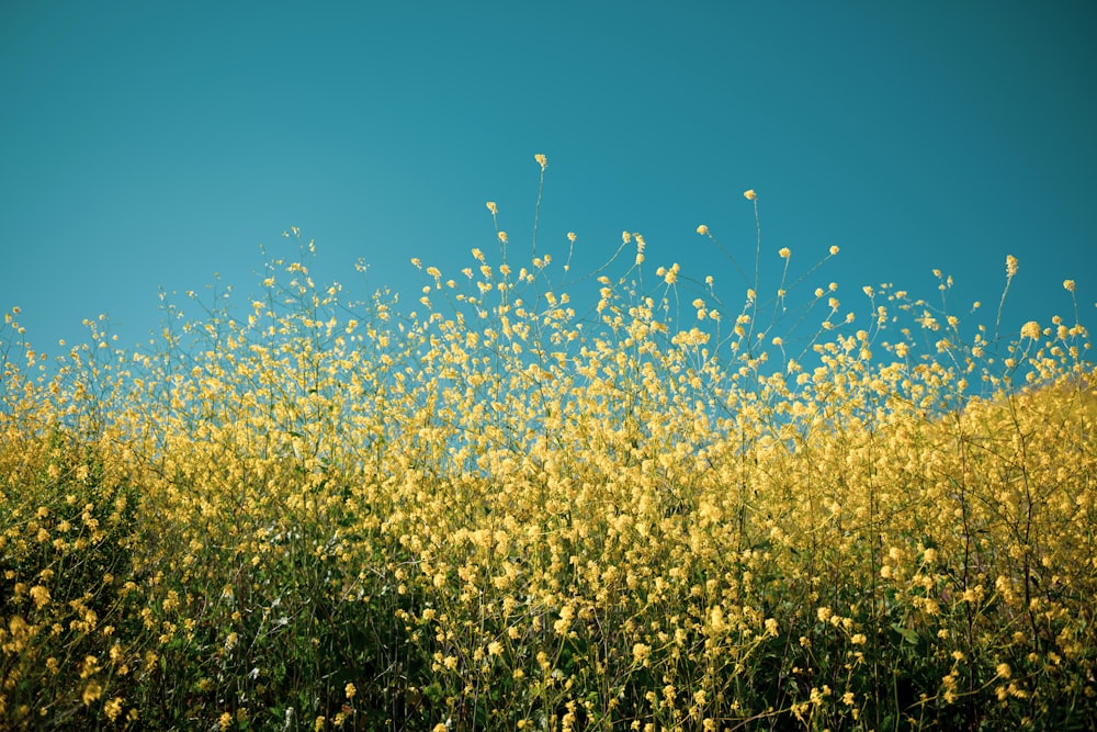 yellow petaled flowers