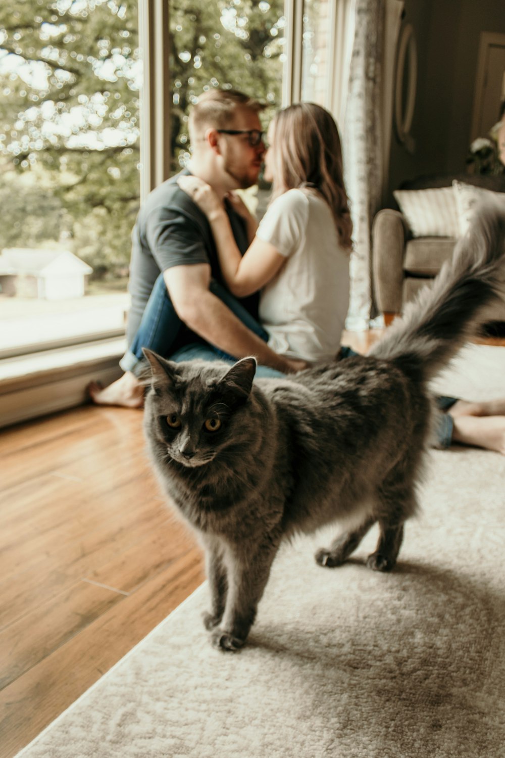 short-coated gray cat