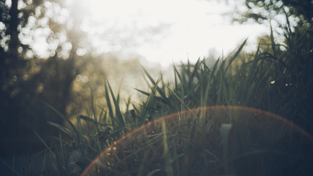 shallow focus photography of grasses