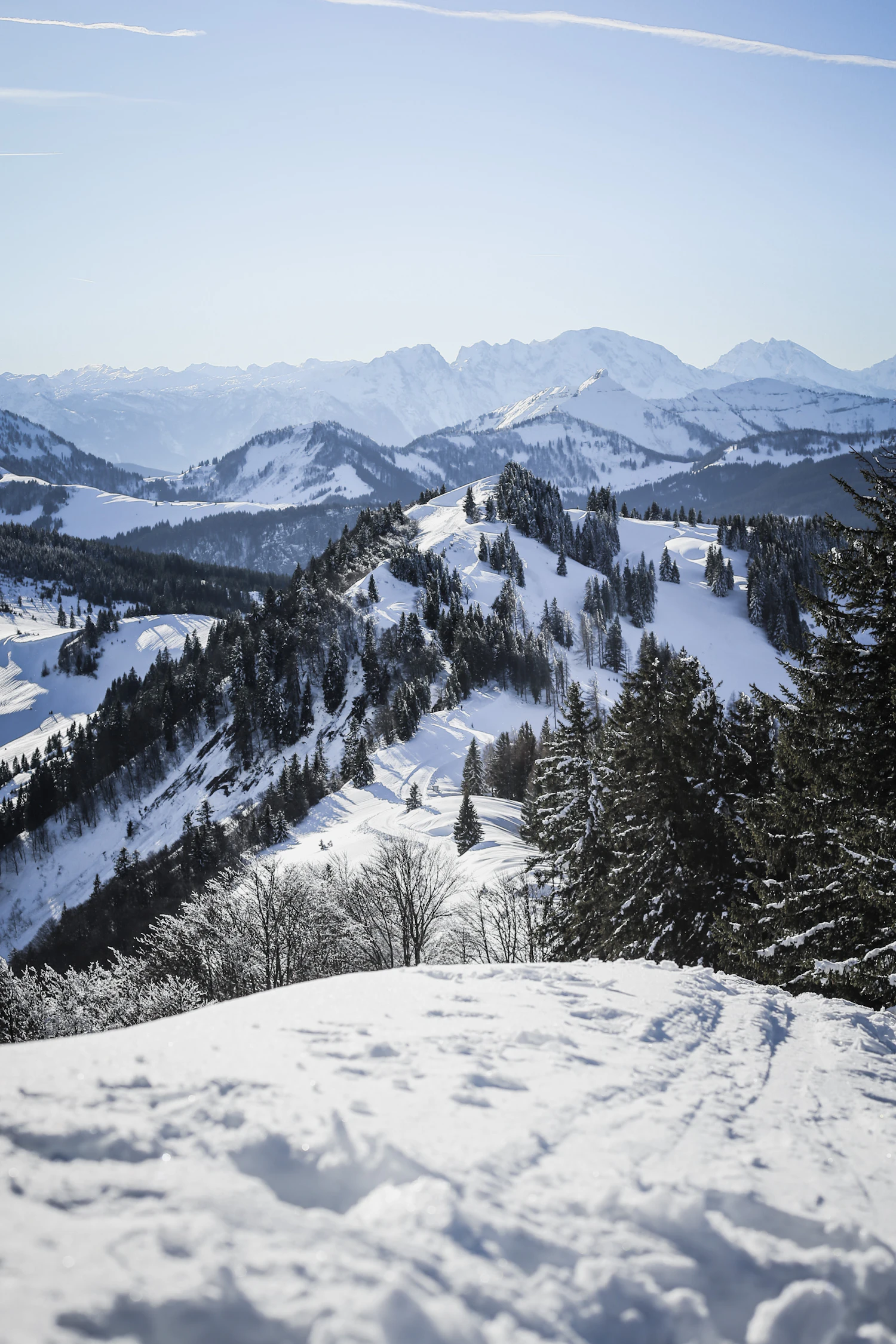 Snow-laden forest ridge with peaks beyond on a winter afternoon