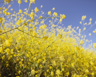 yellow flower