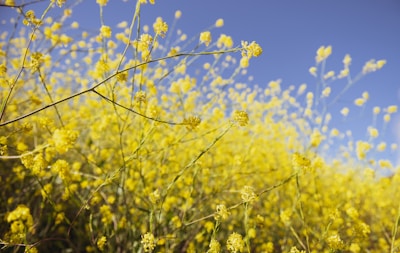 yellow flower