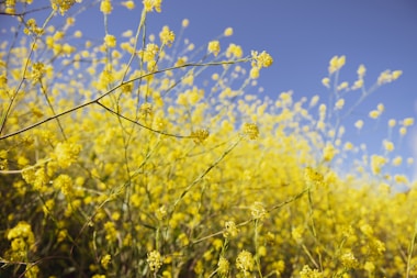 yellow flower