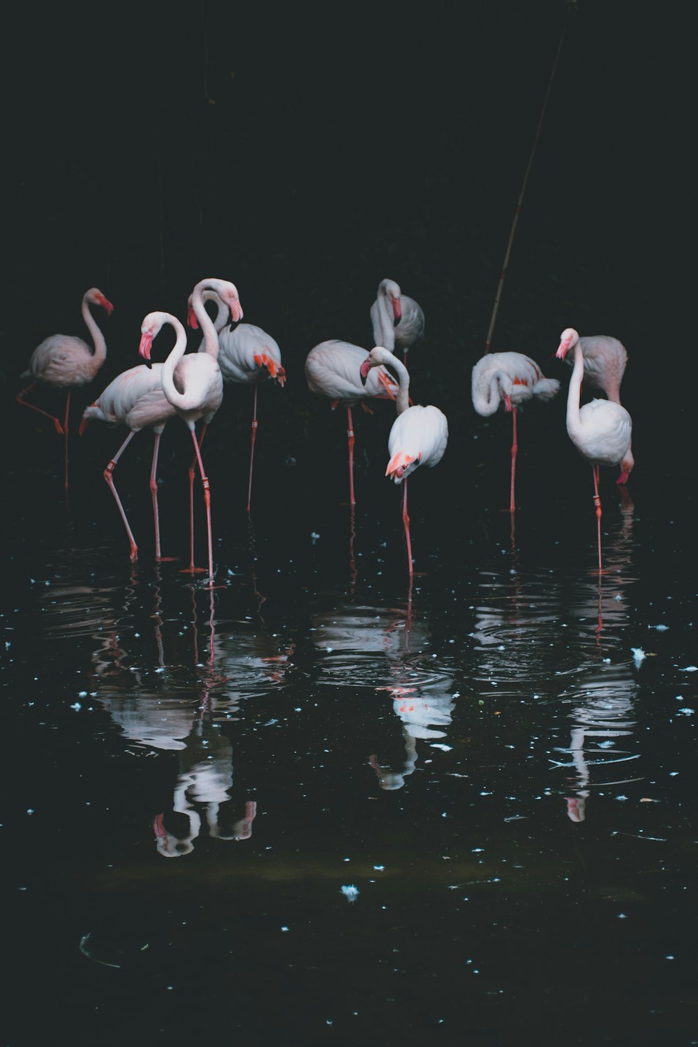 flock of flamingos