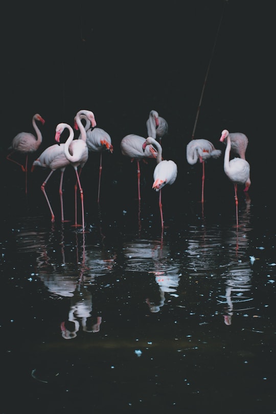 flock of flamingos in Taipei Zoo Taiwan