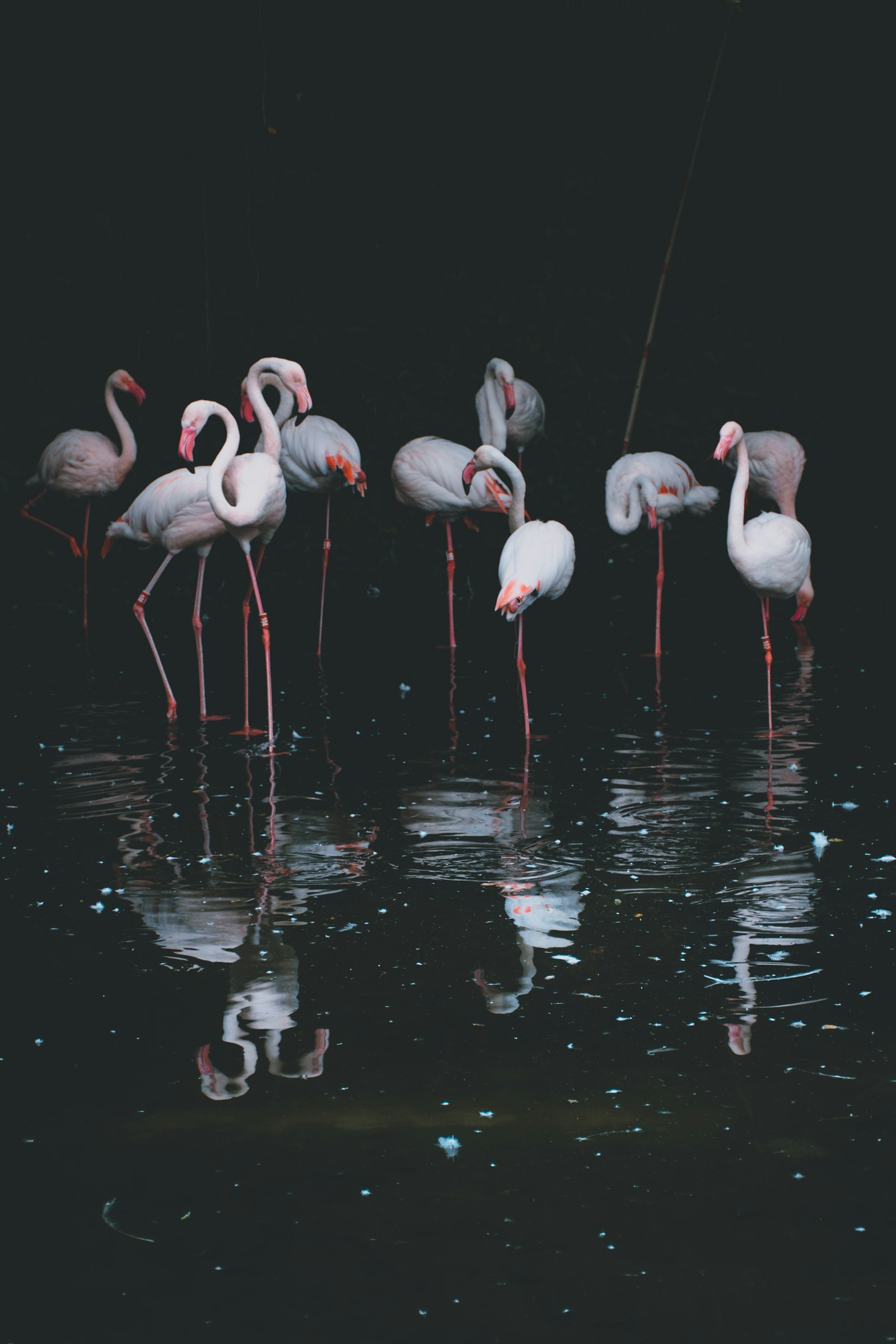 Nikon D5300 + Nikon AF-S DX Nikkor 18-140mm F3.5-5.6G ED VR sample photo. Flock of flamingos photography