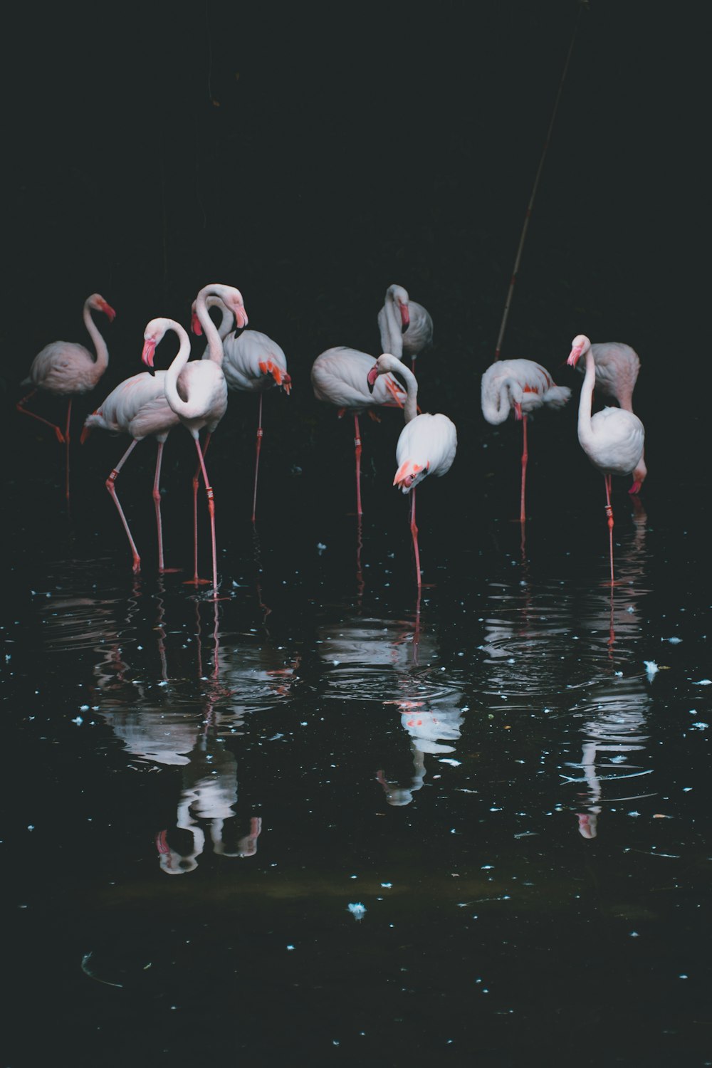 bando de flamingos